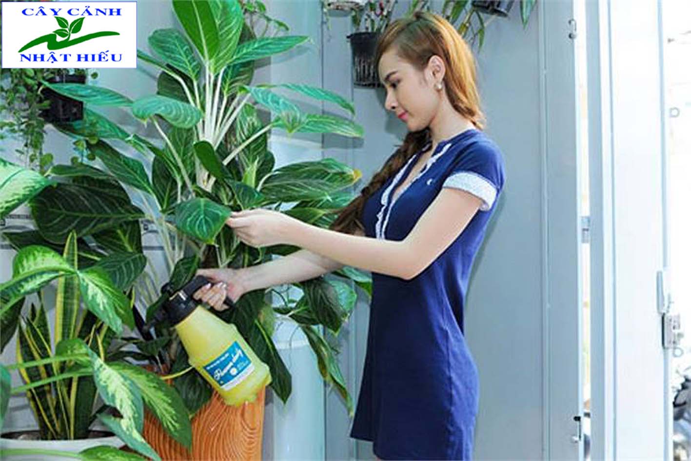 Tuyển Dụng Nhân Viên Cắt Tỉa Cây Cảnh Gallery 1