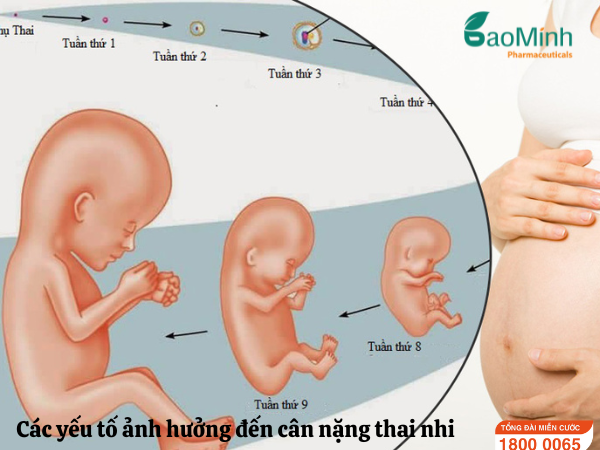 Bầu 25 Tuần Em Bé Nặng Bao Nhiêu? Gallery 1