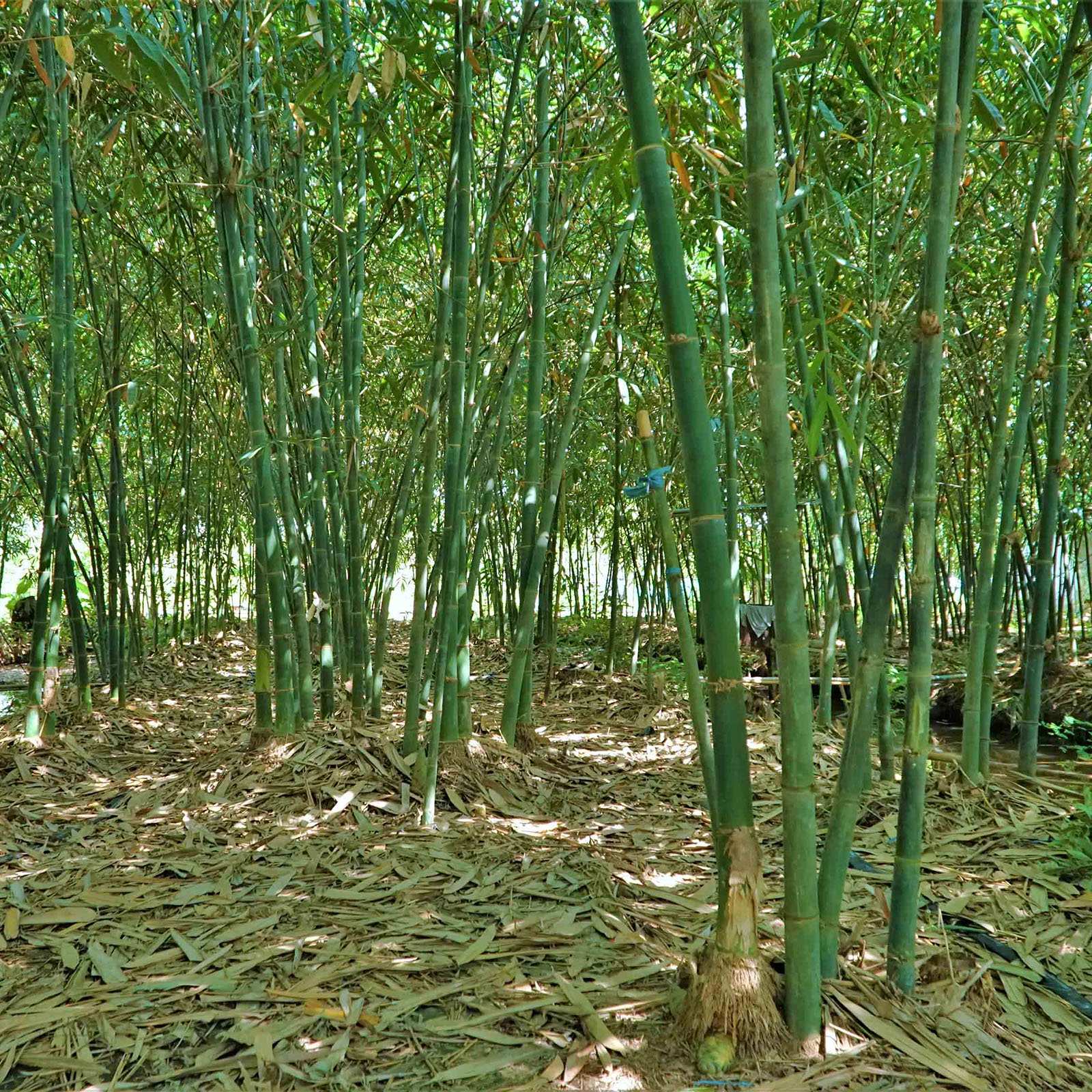 Giống Tre Lấy Măng Ngon, Năng Suất Cao Gallery 2