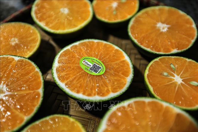 Quýt Ôn Châu Trồng Ở Đâu? Gallery 2