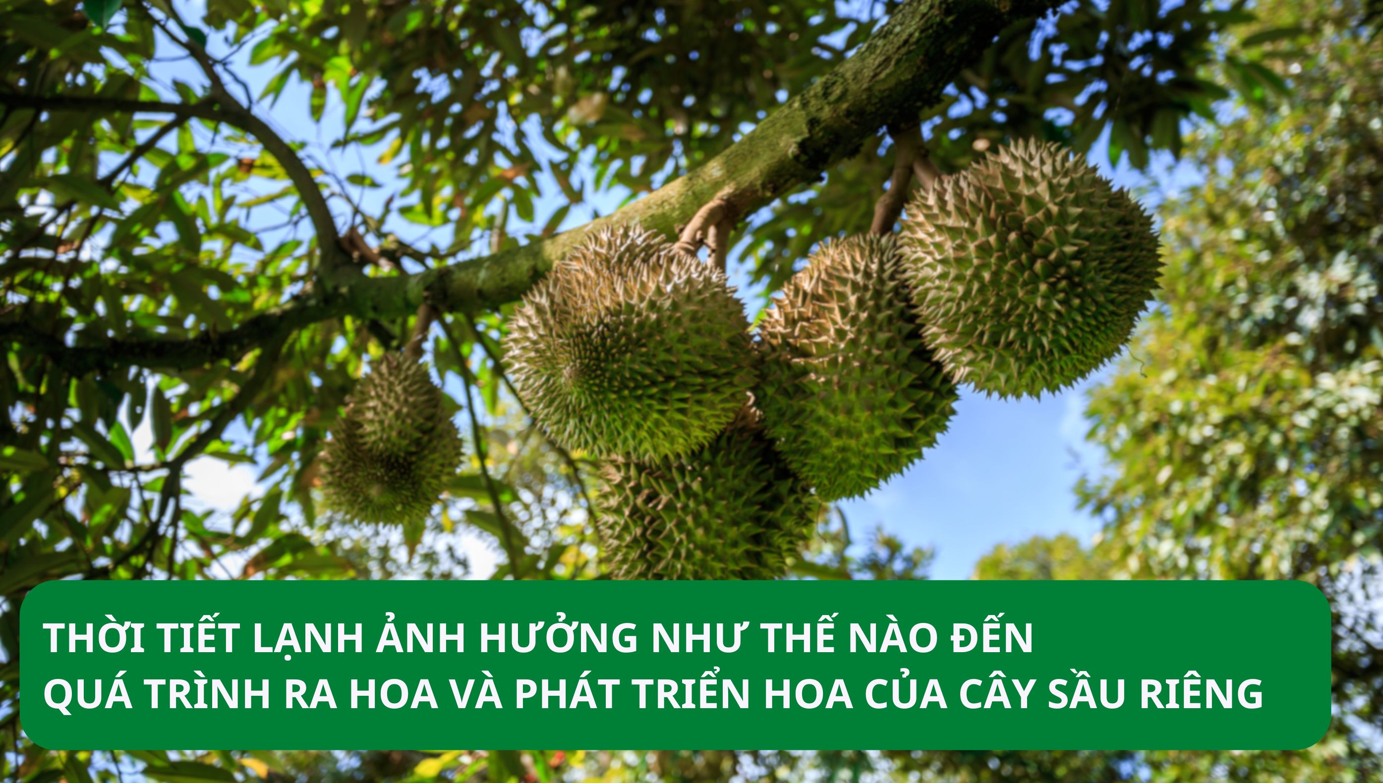 Giống Sầu Riêng Chịu Lạnh Gallery 2