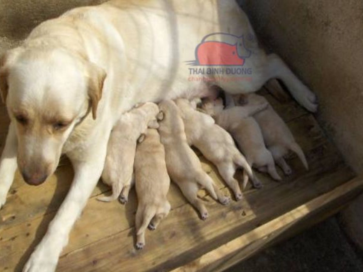 Chó Bao Nhiêu Tuổi Thì Hết Đẻ? Gallery 1