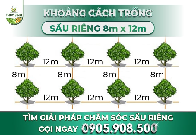 Khoảng Cách Trồng Sầu Riêng Chuẩn Nhất Gallery 1