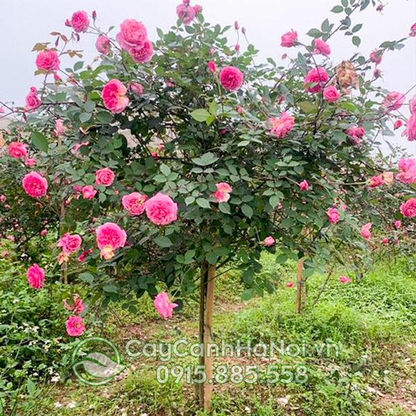 Hồng cổ Sapa có mấy màu? Gallery 2