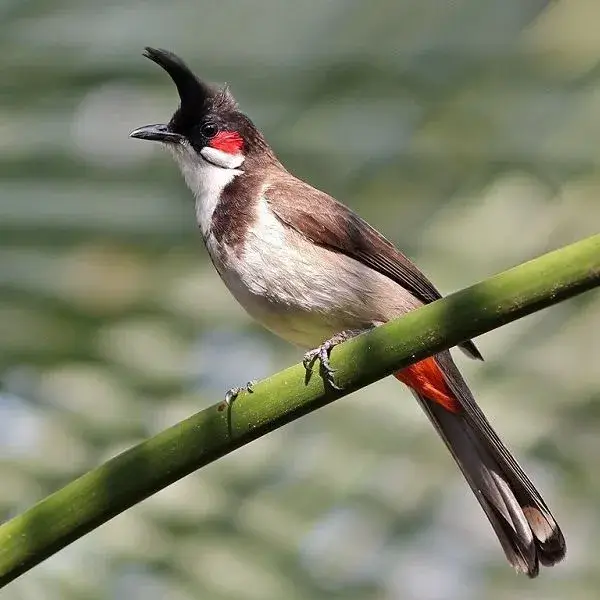 Chim Chào Mào Thay Lông Vào Tháng Mấy? Gallery 1