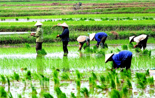 Thu hoạch lúa vào tháng mấy? Gallery 2