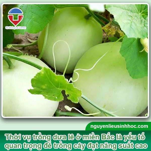 Dưa lê trồng tháng mấy? Gallery 2