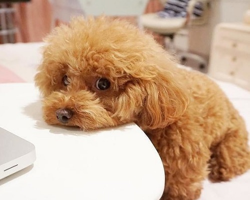 Chó Poodle Mấy Tháng Thì Hết Lớn? Gallery 1