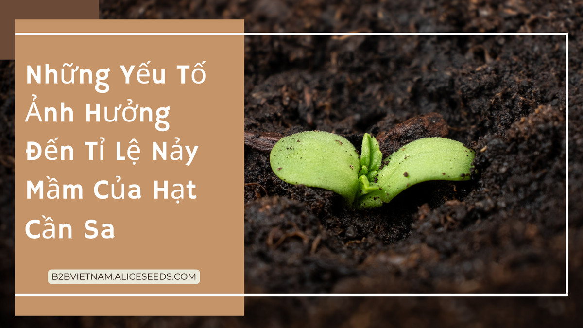 Hạt giống nào nảy mầm nhanh nhất? Gallery 1