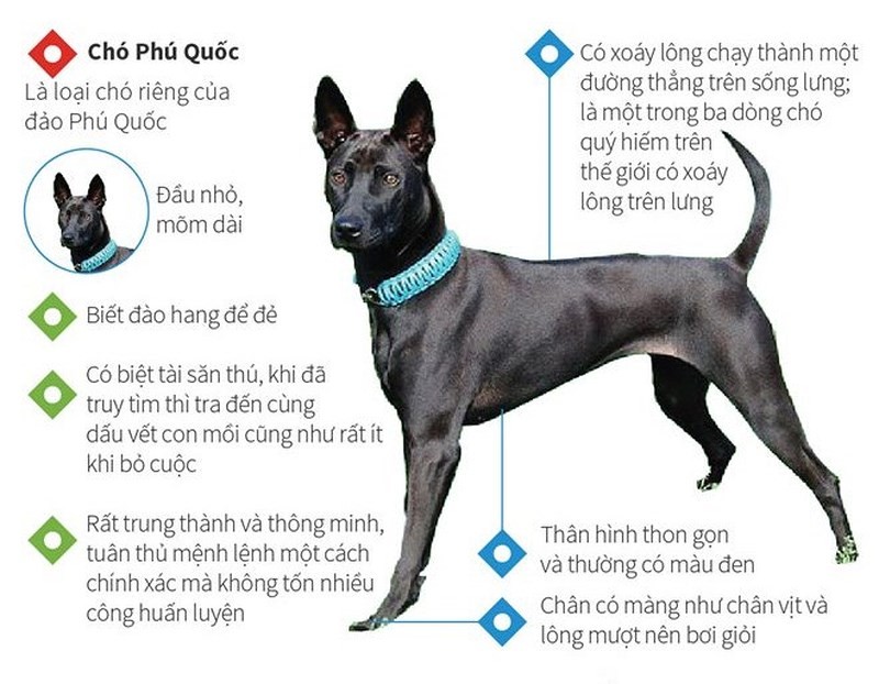Chó Thông Minh: Khám Phá Những Giống Chó Thông Minh Nhất Thế Giới Gallery 2