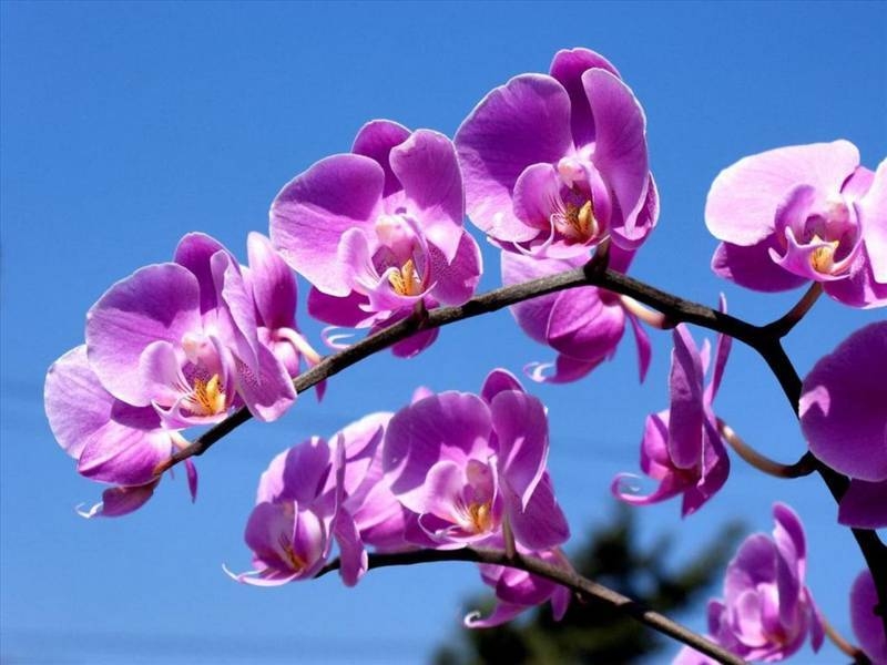 Hoa Lan Tím Đẹp Nhất Gallery 2