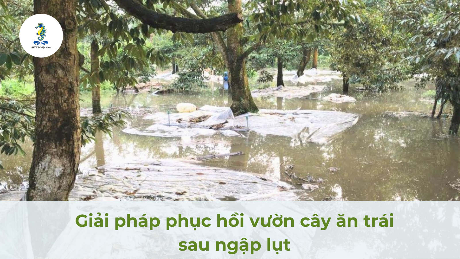 Cây Lấy Gỗ Chịu Ngập Nước Gallery 2