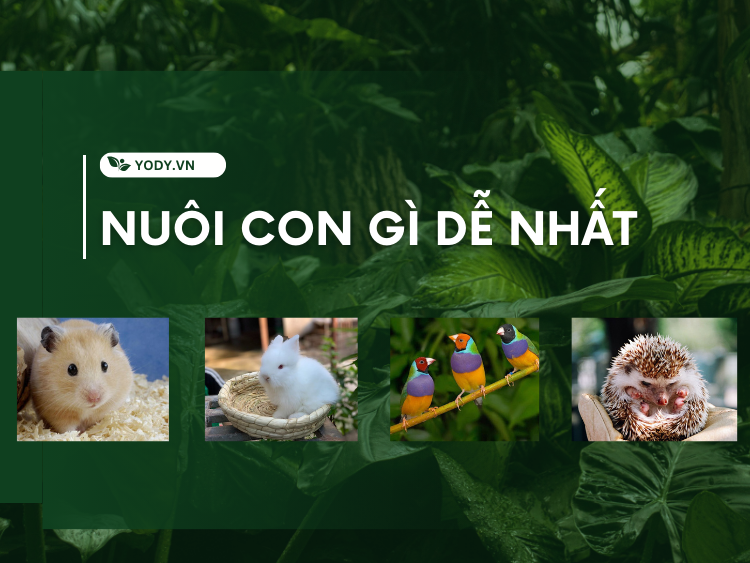 Vườn 100m2 Nuôi Con Gì? Lựa Chọn Phù Hợp Và Hiệu Quả Gallery 2