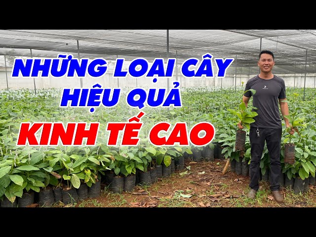 Trồng cây gì để làm giàu? Gallery 2