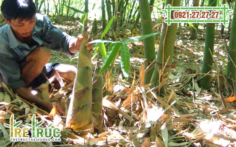 Trồng Tre Lấy Măng Loại Nào Tốt Nhất? Gallery 2