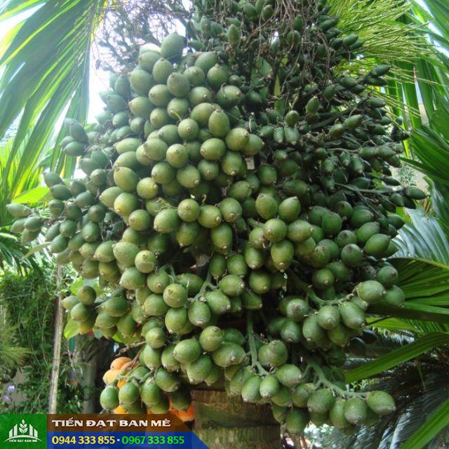 Nên Trồng Cau Lùn Hay Cau Cao? Gallery 2