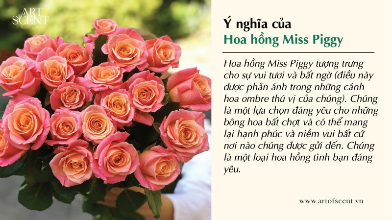 Bông Hồng Đẹp Nhất Thế Giới Gallery 2