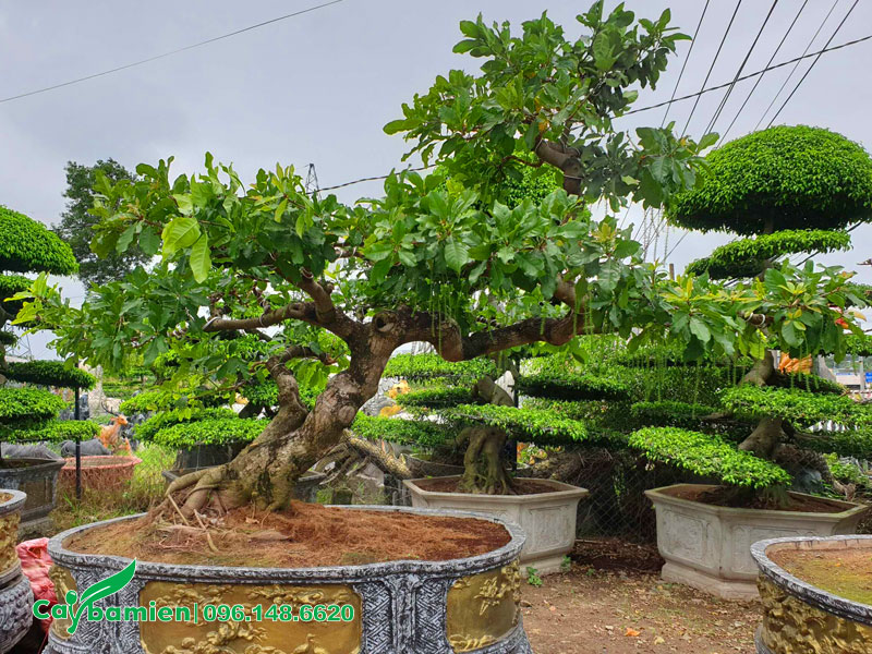 Các Thế Cây Lộc Vừng Đẹp Gallery 2