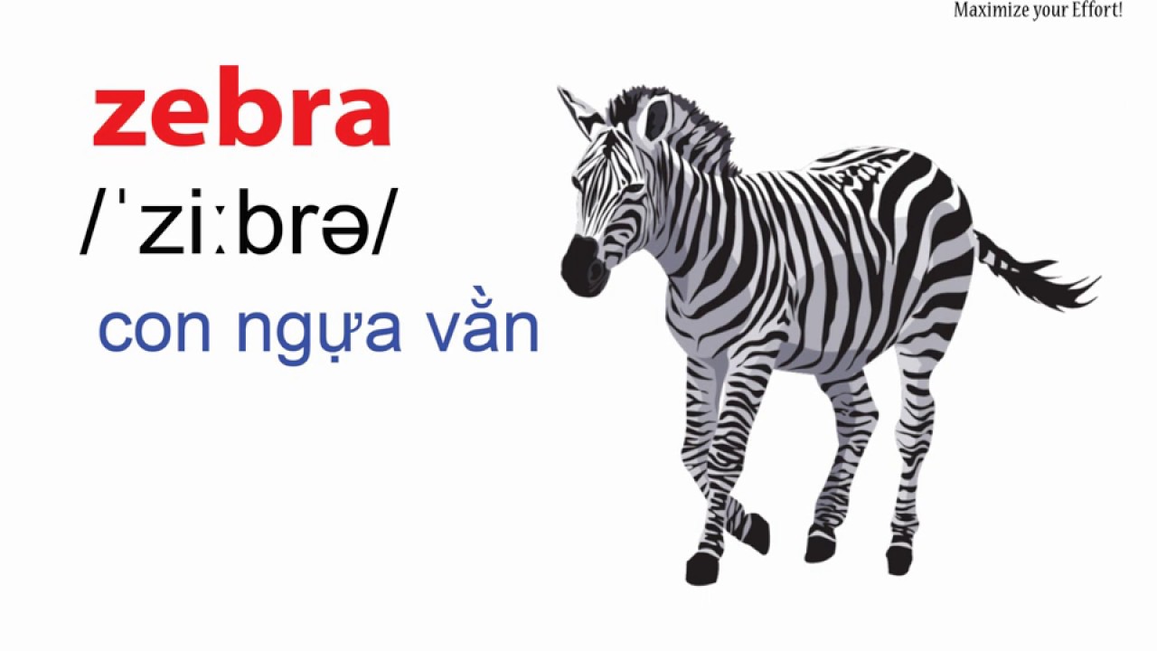 What is a Zebra in English? Gallery 1