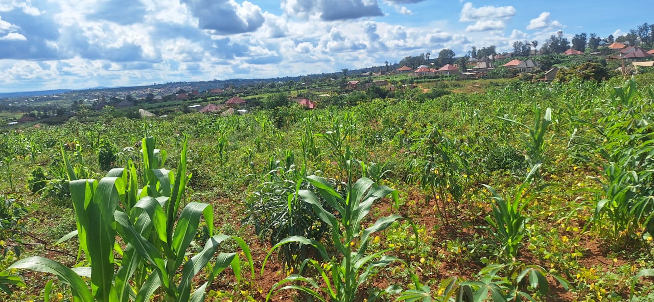 Plot for sele main view
