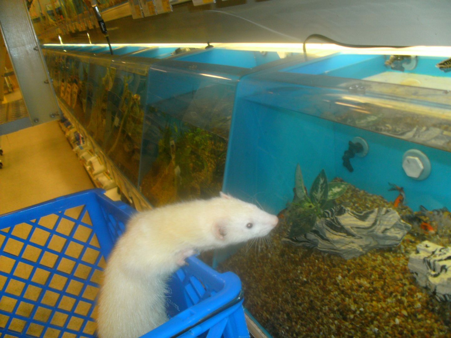 I really miss being able to take my ferrets to Petsmart. Butters loved to look at the fishies.