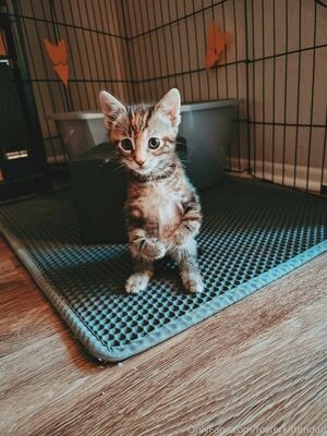 fosterkittendad