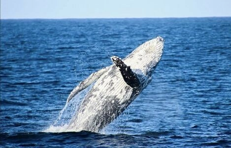 Antonia Waerea-Adams