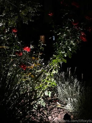 lilfoxy98 / lilfoxyts