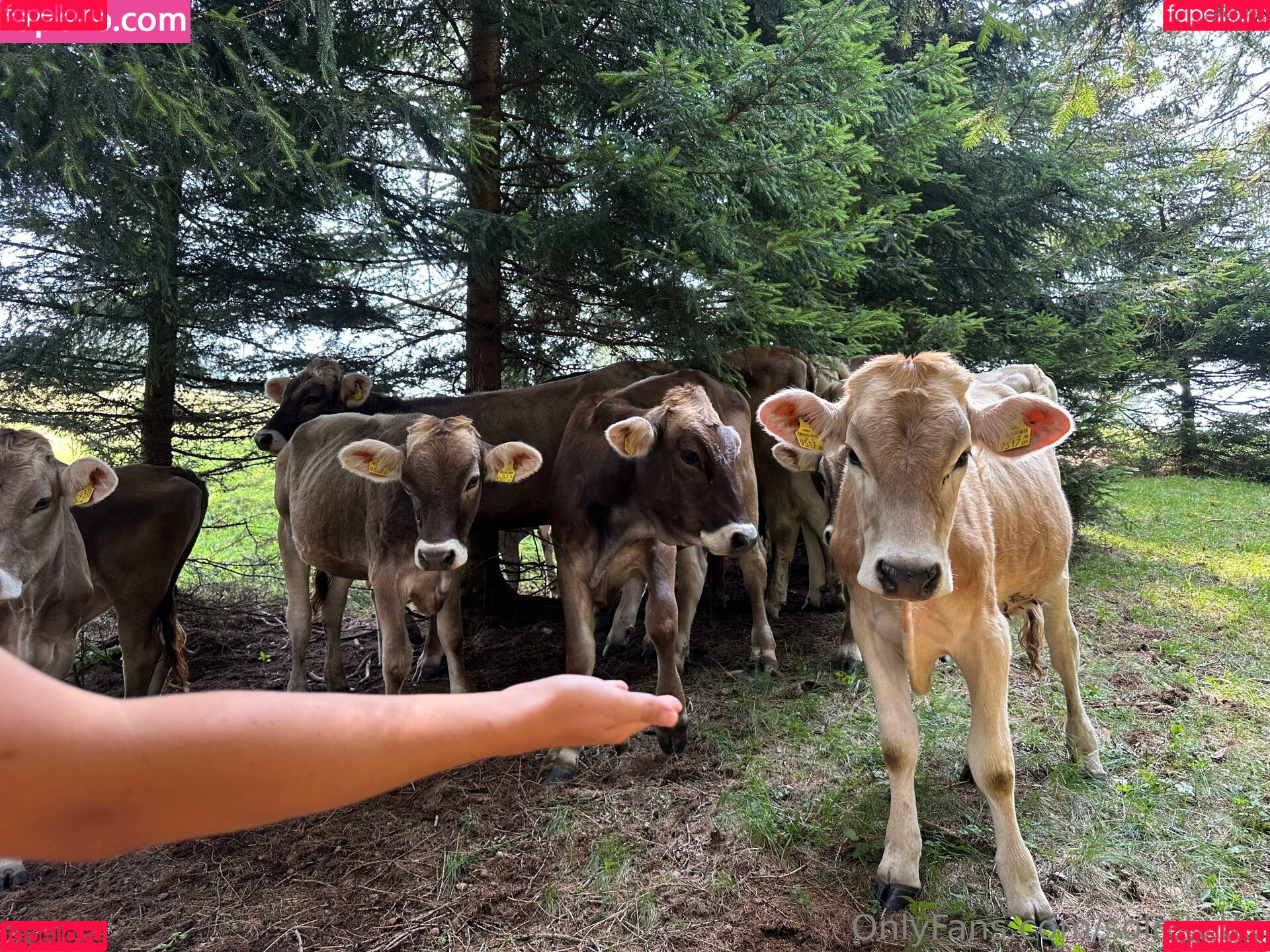 Solo Tetty Onlyfans Photo Gallery 