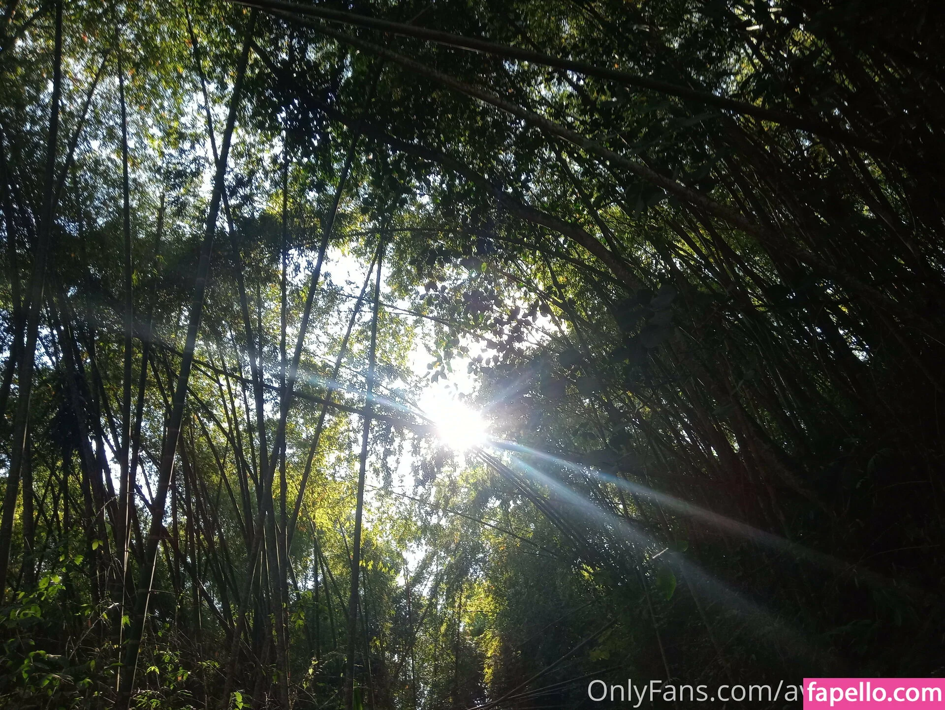 avliequeena Onlyfans Photo Gallery 