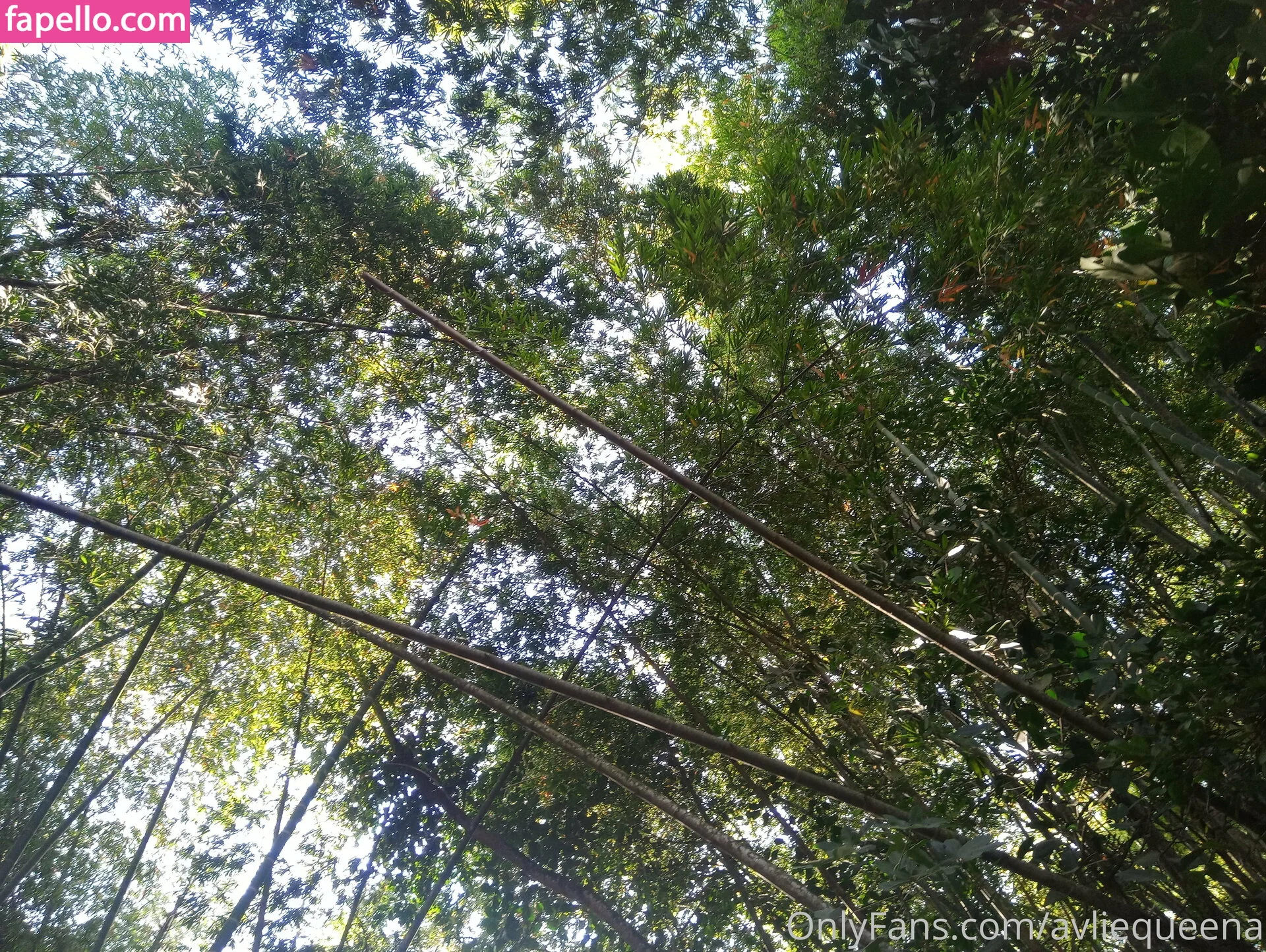 avliequeena Onlyfans Photo Gallery 