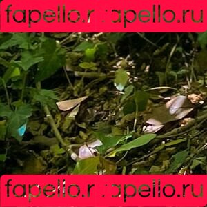 loreemariavip Onlyfans Photo Gallery 