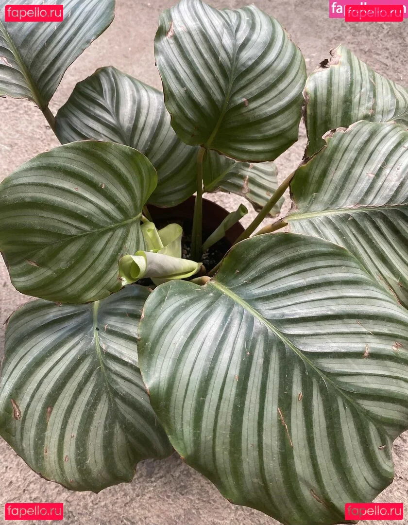 explicitcherry Onlyfans Photo Gallery 