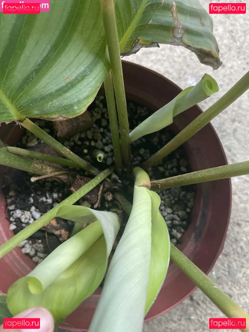 explicitcherry Onlyfans Photo Gallery 