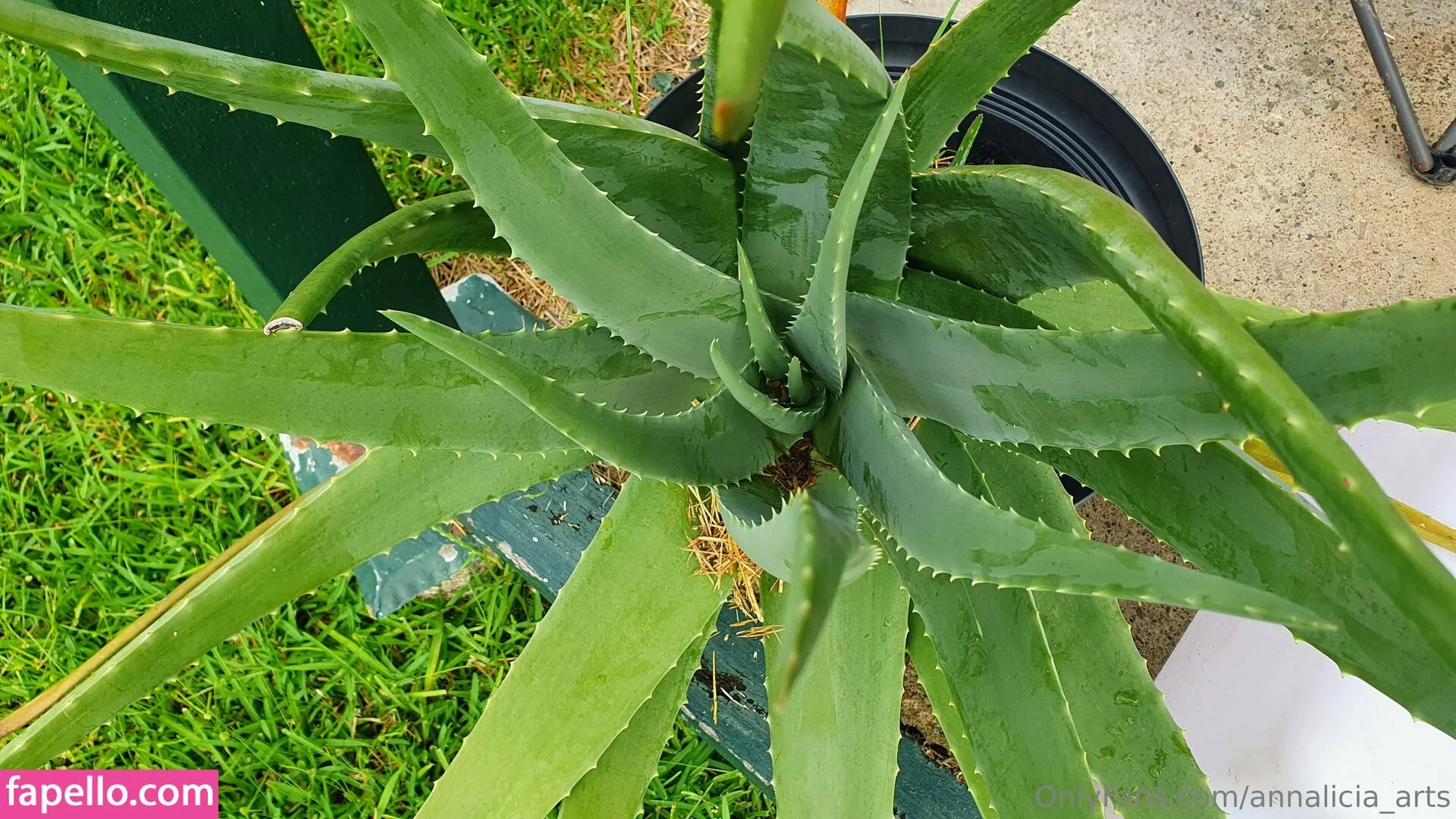 annalicia_arts Onlyfans Photo Gallery 