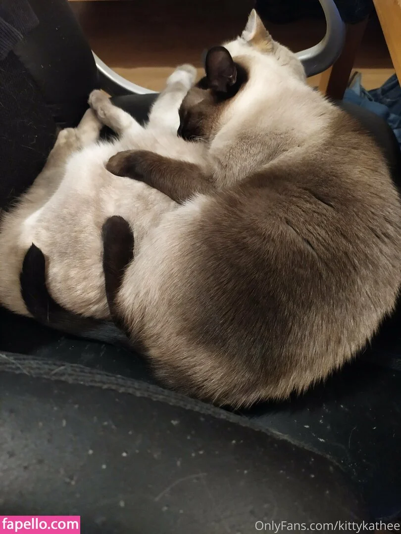 kittykathee Onlyfans Photo Gallery 