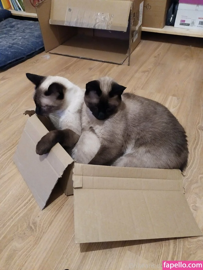 kittykathee Onlyfans Photo Gallery 