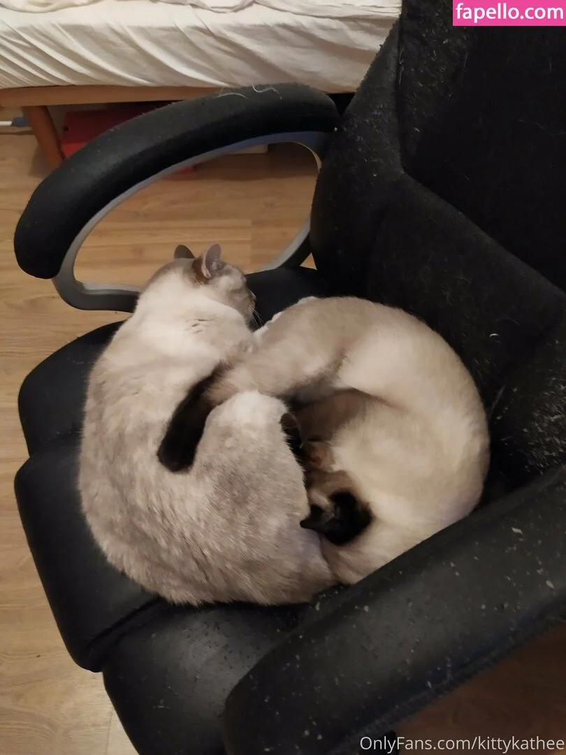 kittykathee Onlyfans Photo Gallery 