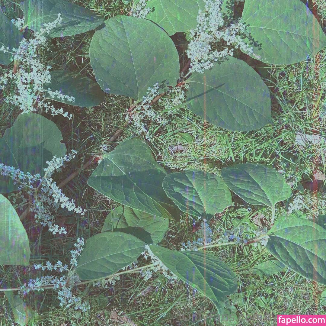 cedella01 Onlyfans Photo Gallery 