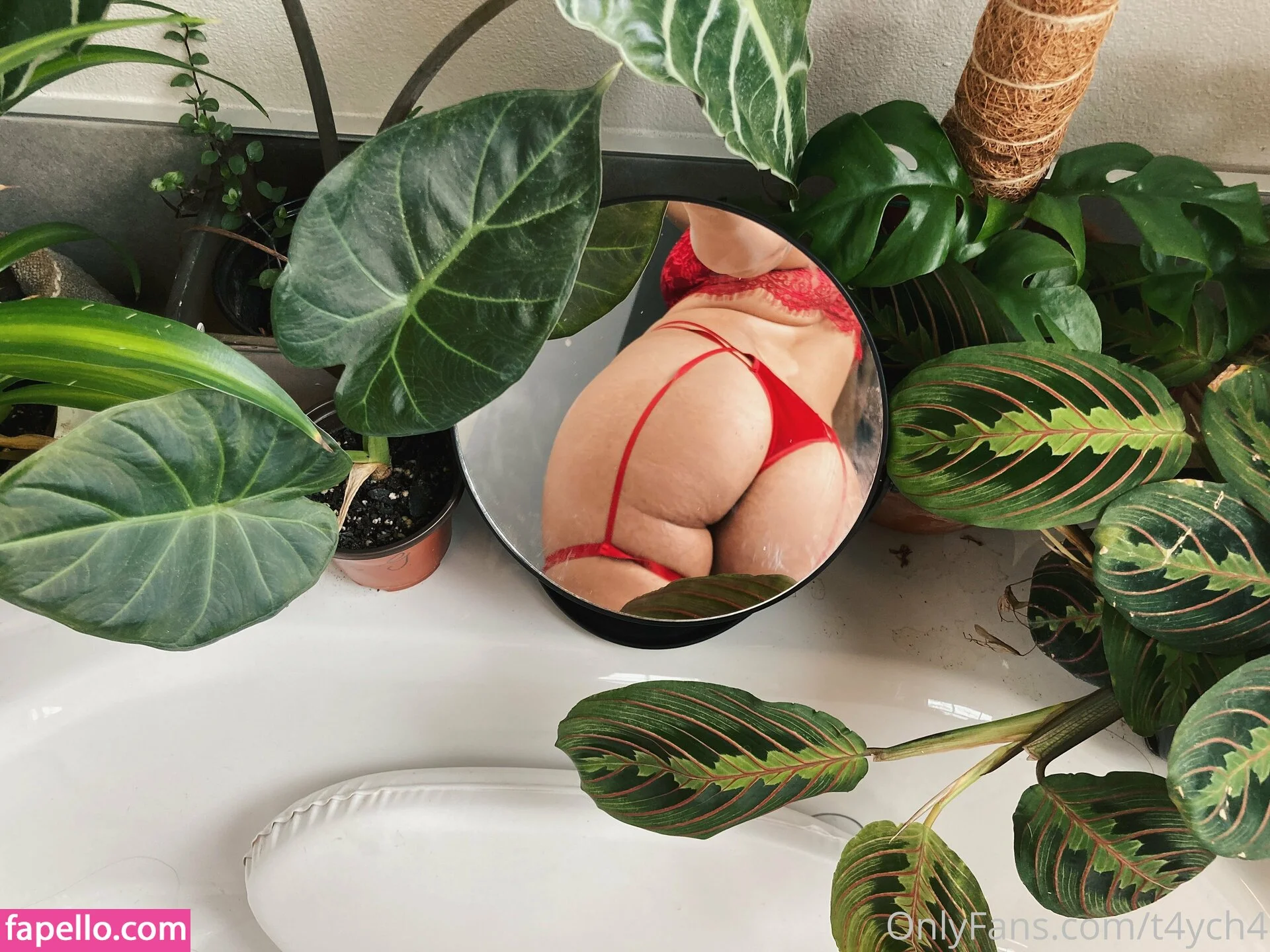 t4ych4 Onlyfans Photo Gallery 