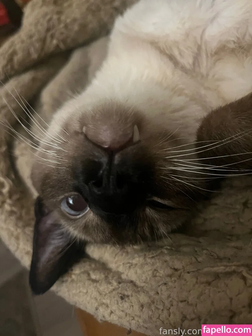 https: / shakicast Onlyfans Photo Gallery 