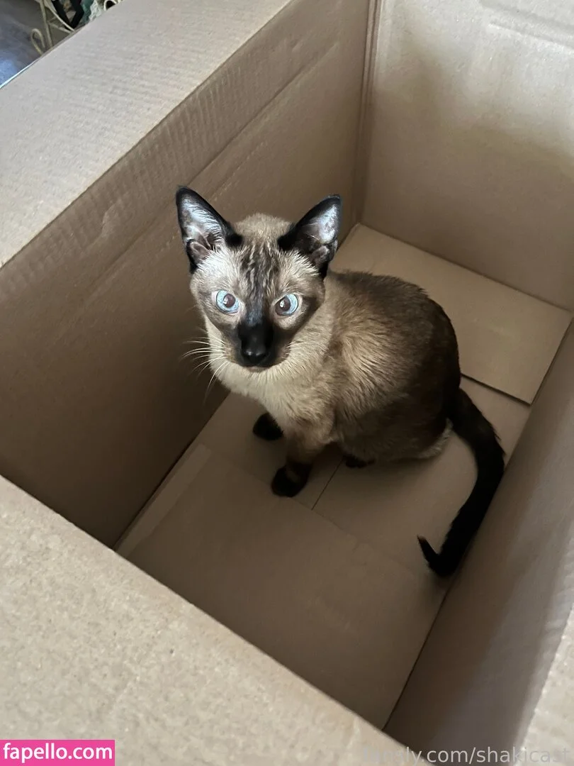 https: / shakicast Onlyfans Photo Gallery 