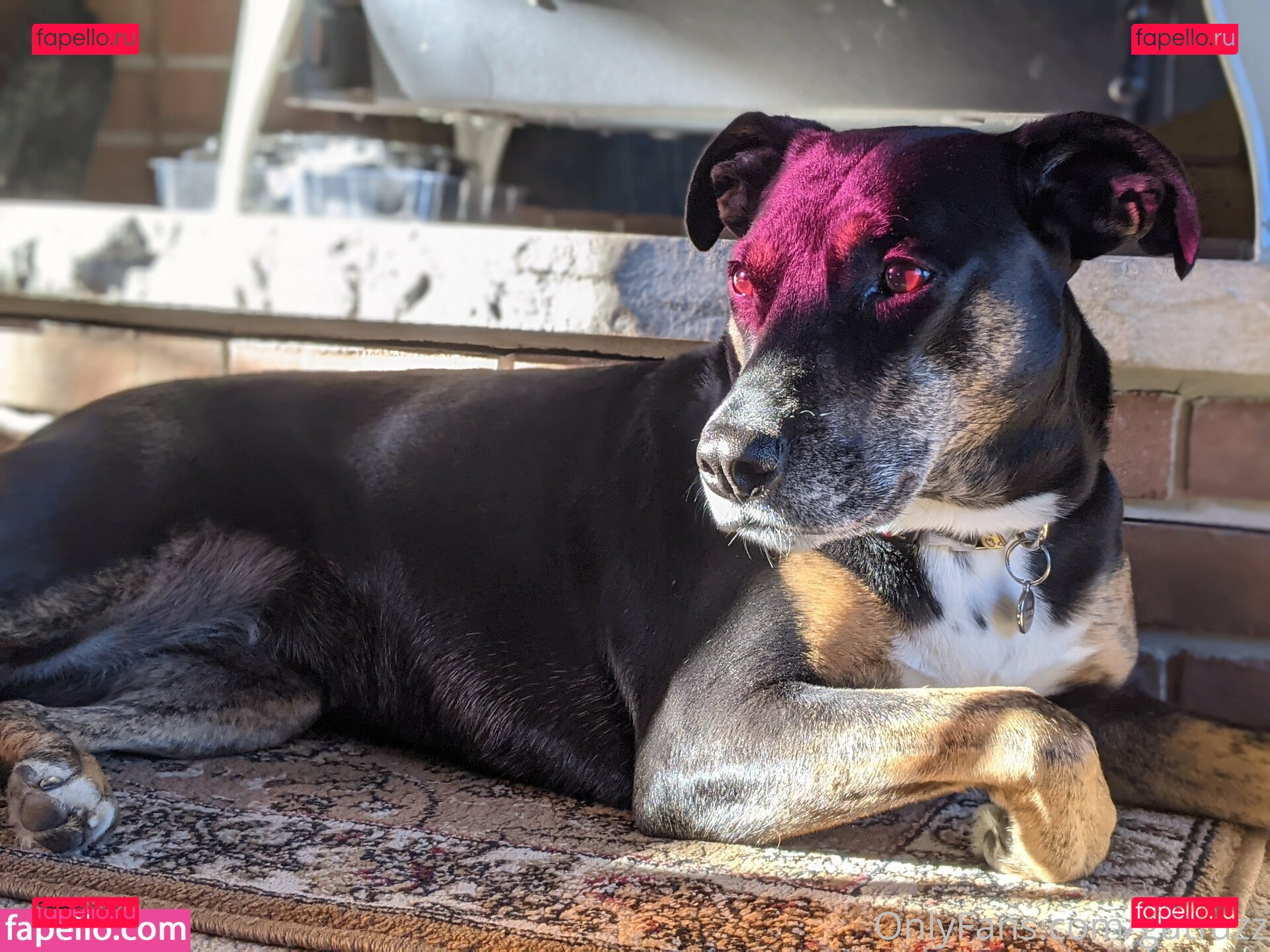 gutchan / gutfuzz Onlyfans Photo Gallery 