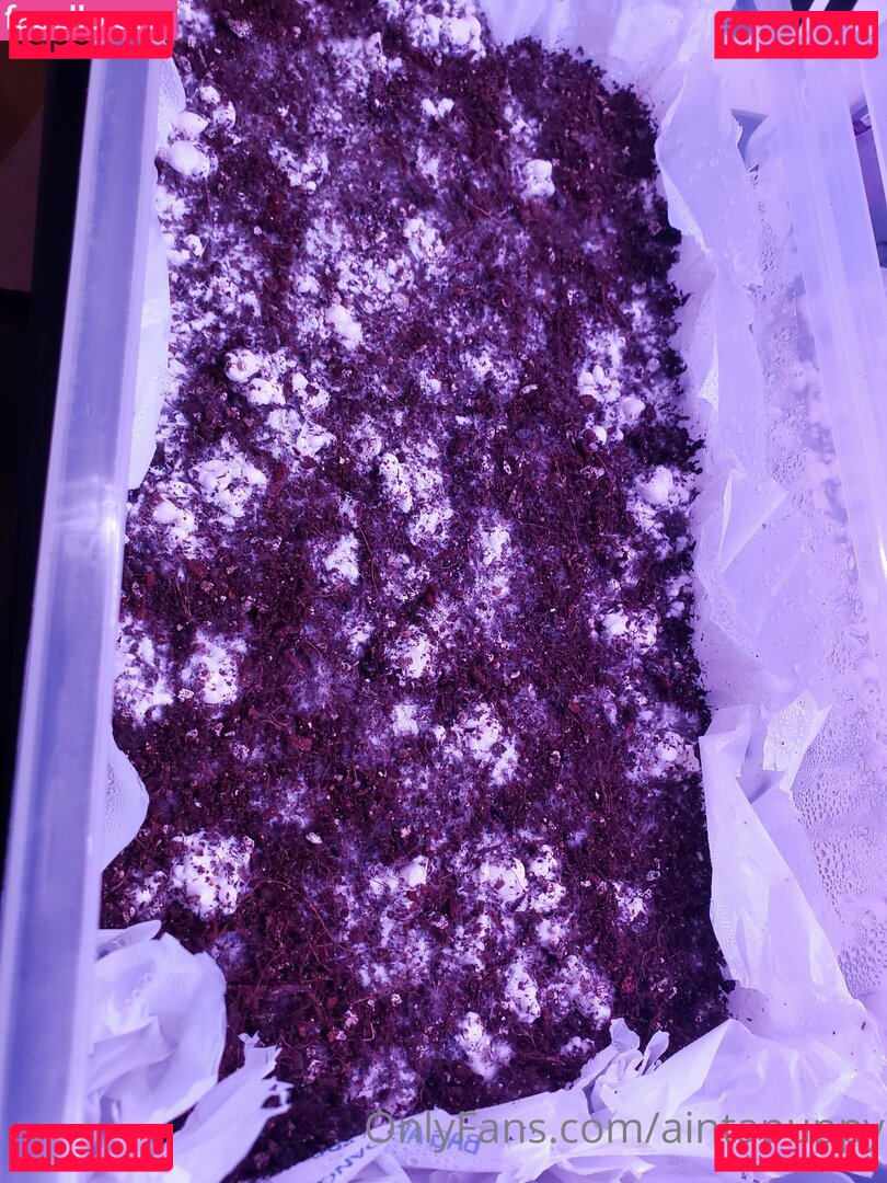 Aintapuppy / aintapet / anyuser Onlyfans Photo Gallery 