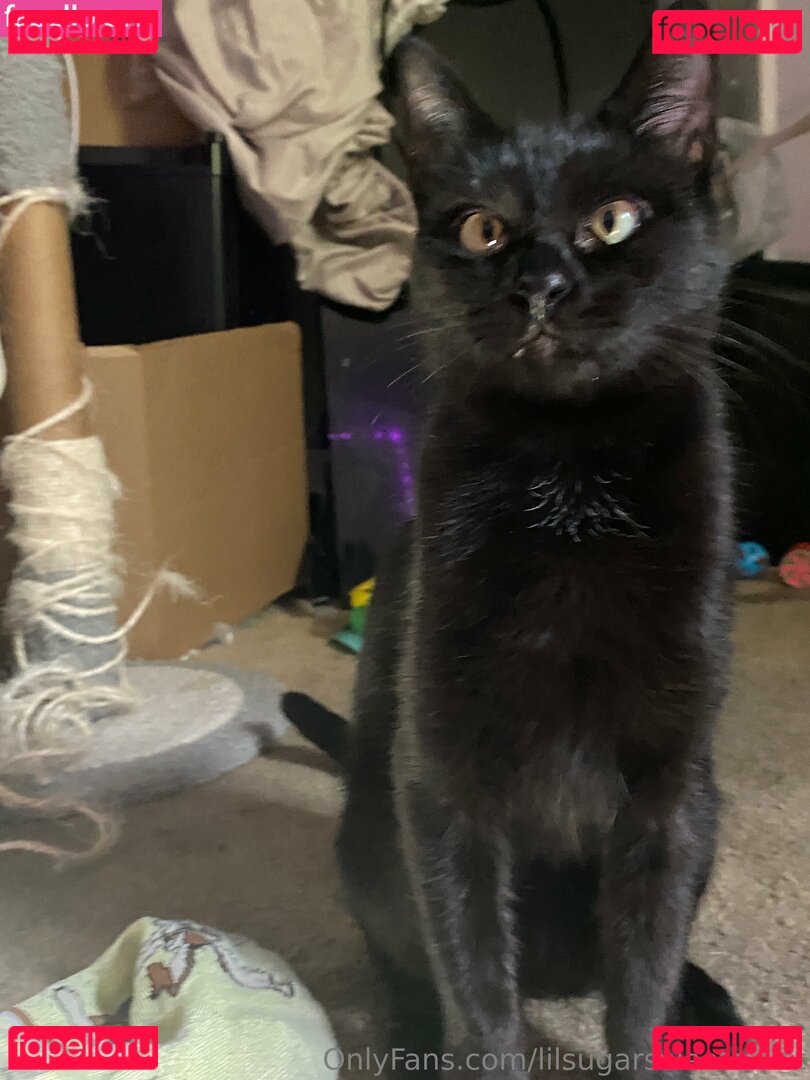 lilsugarsweetartist Onlyfans Photo Gallery 