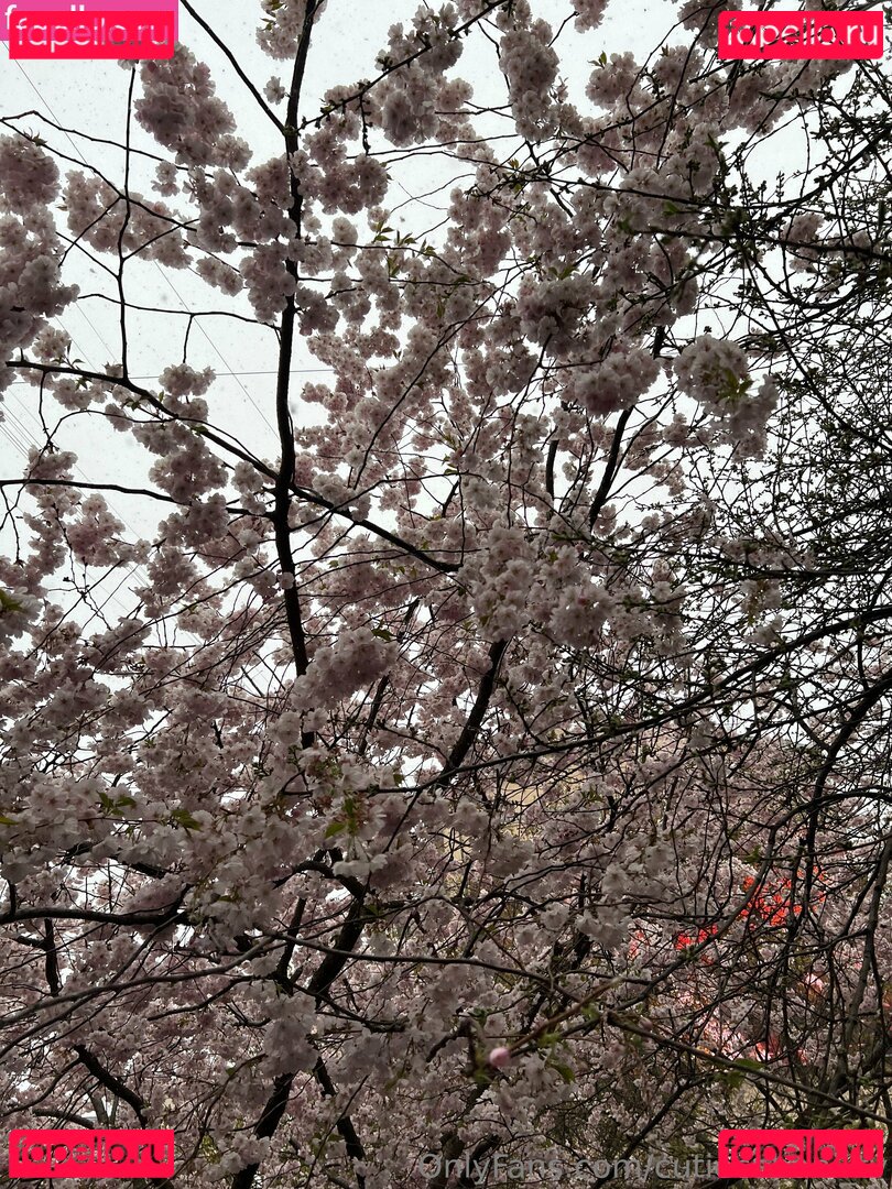 cutiecabani Onlyfans Photo Gallery 