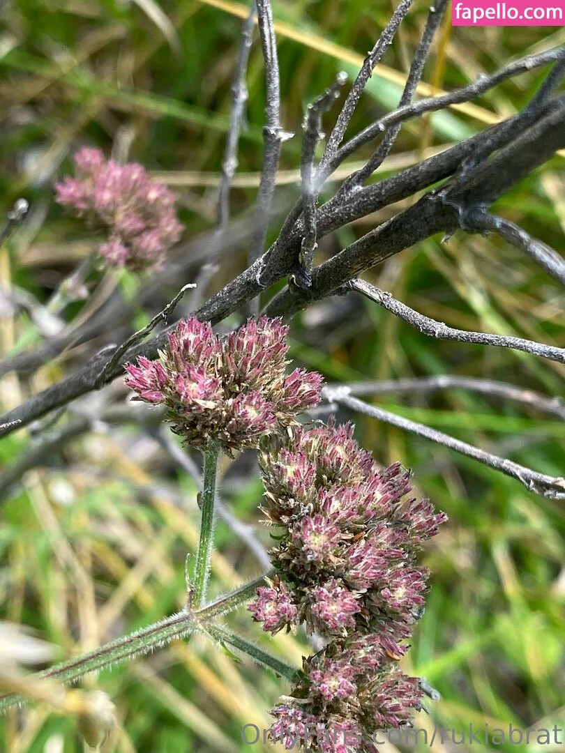 rukiabrat Onlyfans Photo Gallery 