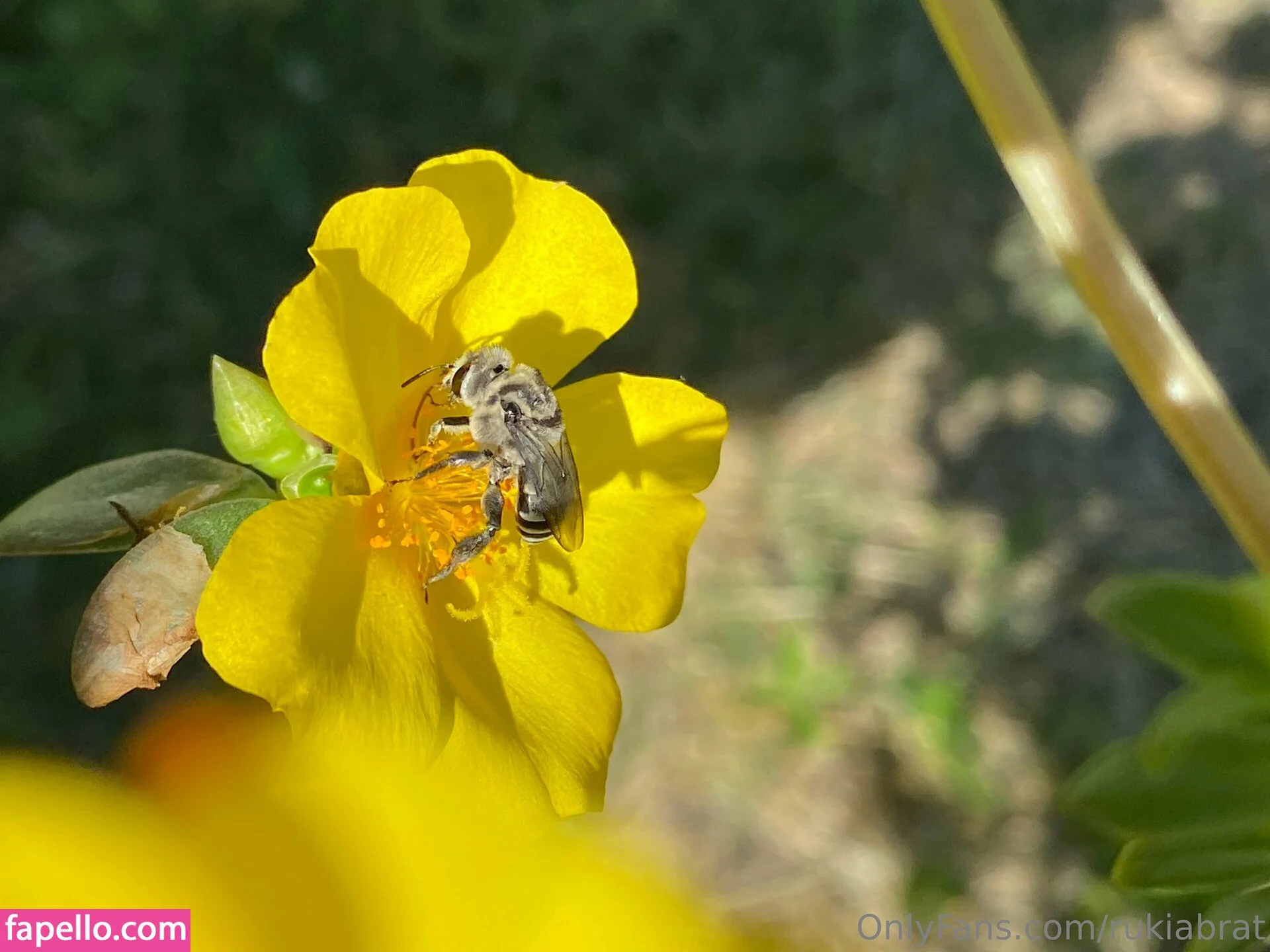 rukiabrat Onlyfans Photo Gallery 