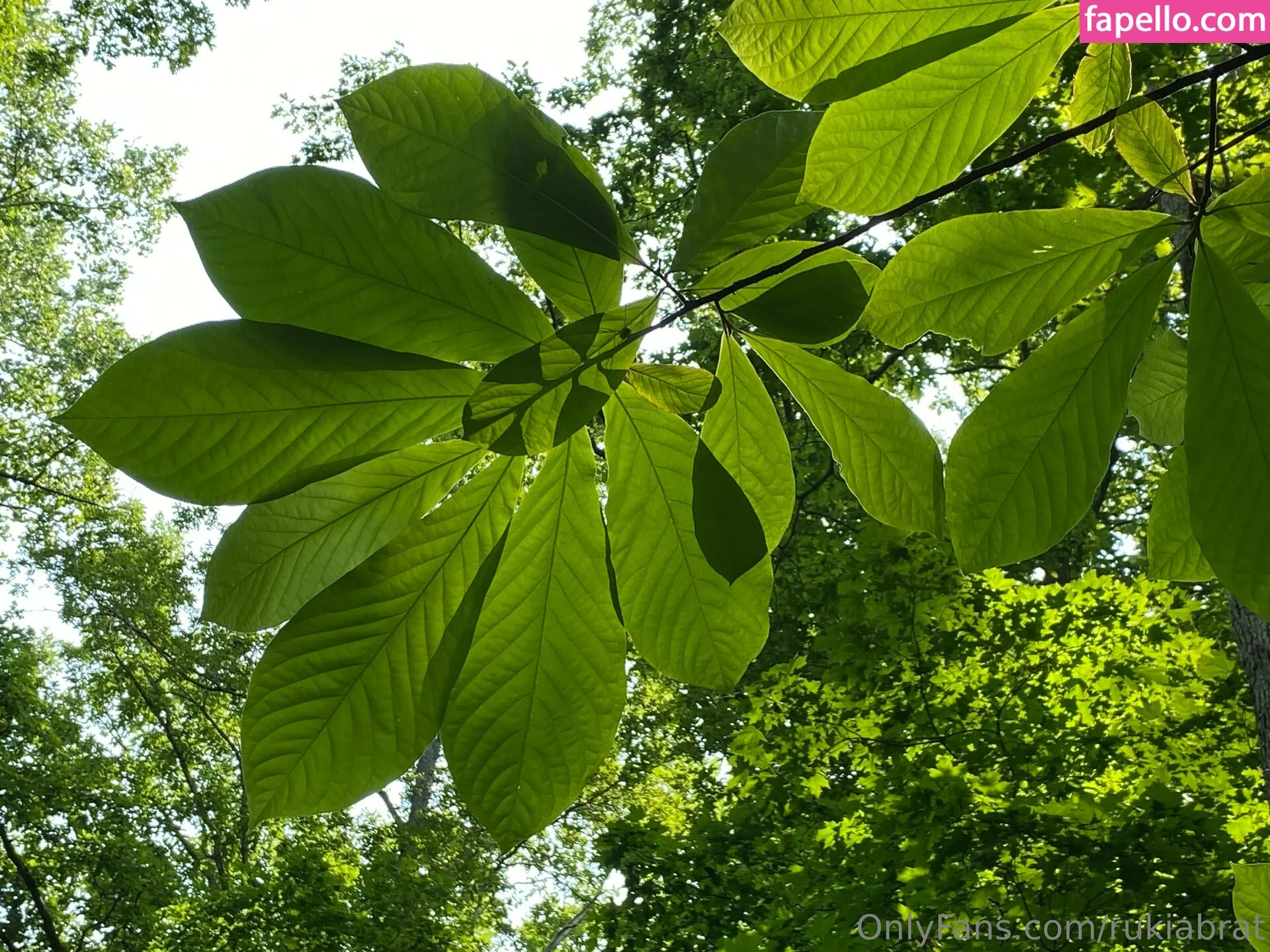 rukiabrat Onlyfans Photo Gallery 