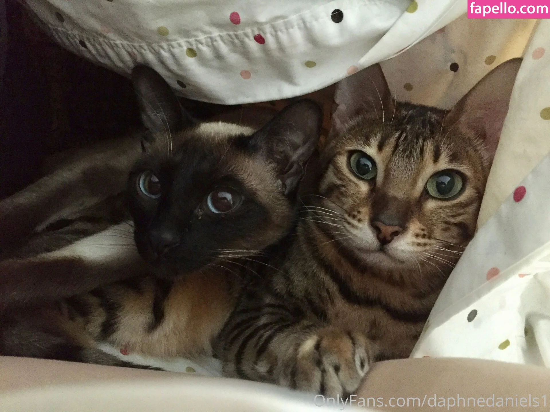 daphnedaniels1 Onlyfans Photo Gallery 